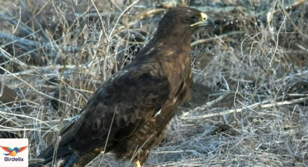 Hawaiian Hawk