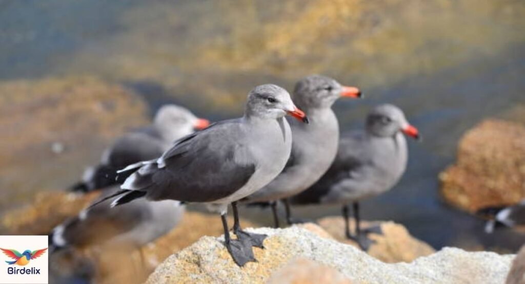 Heermann's Gull