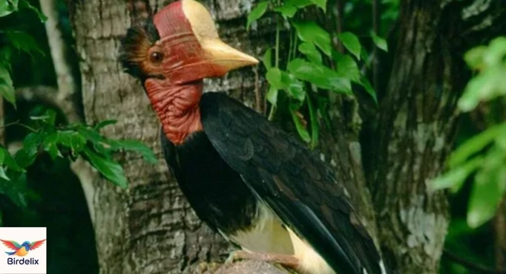Helmeted Hornbill