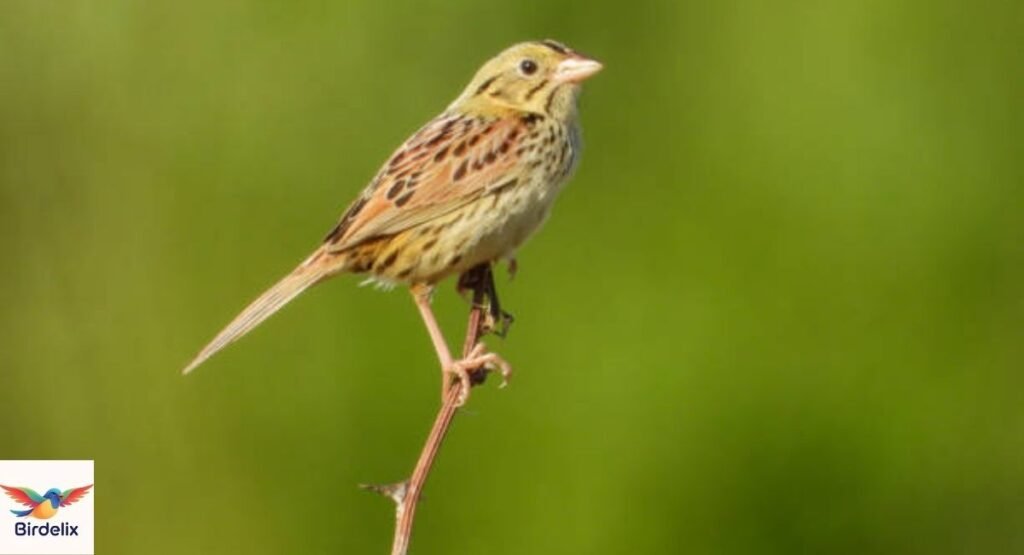 Henslow's Sparrow