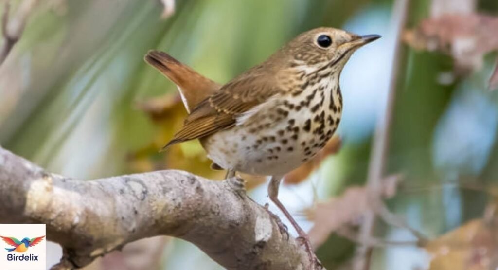 Hermit Thrush