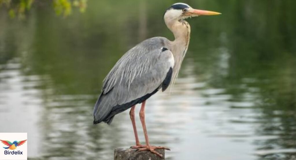 Heron