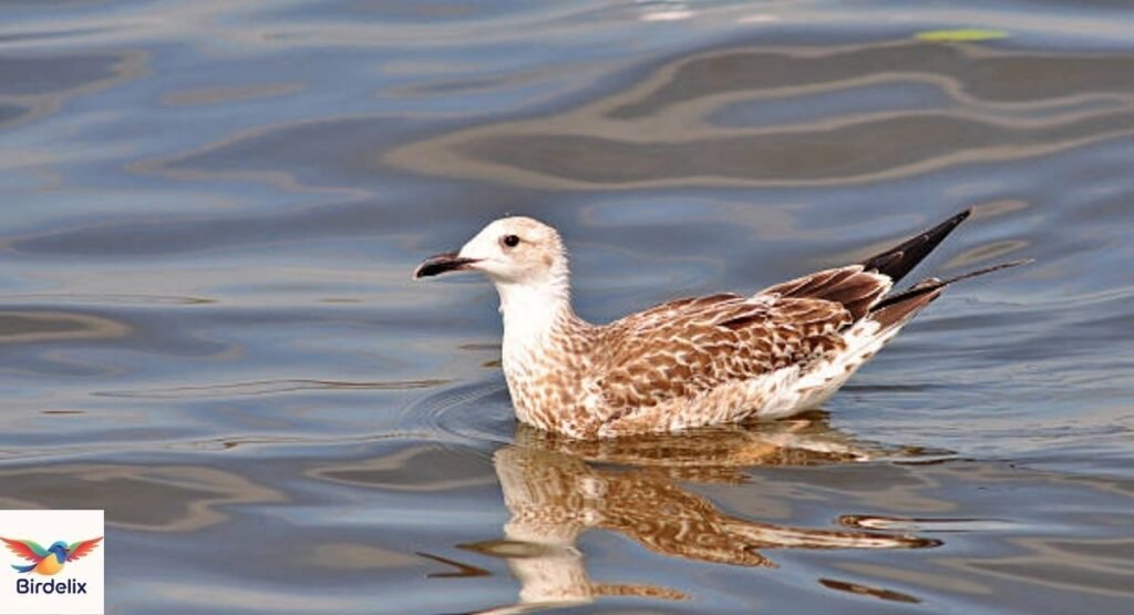 Heuglin's Gull