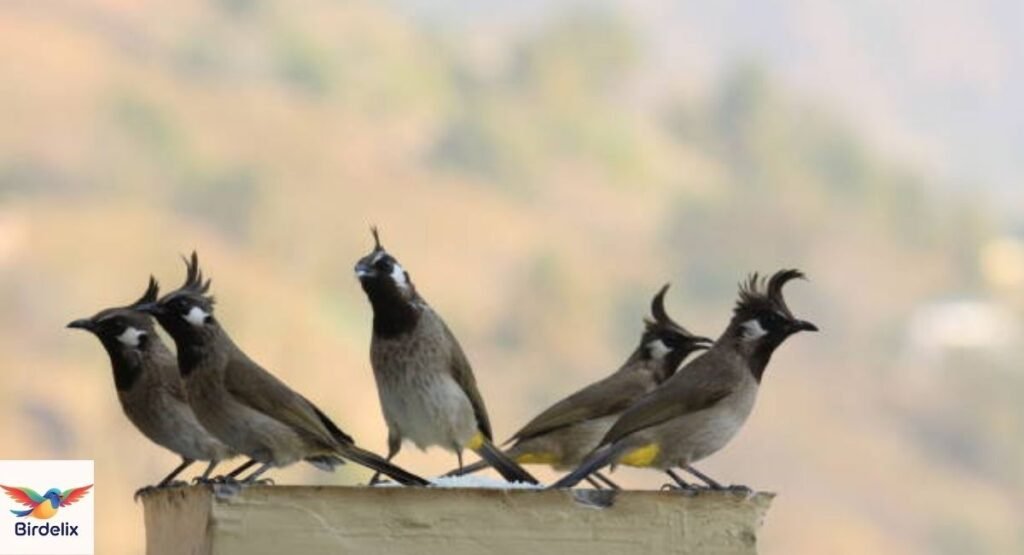 Himalayan Bulbul