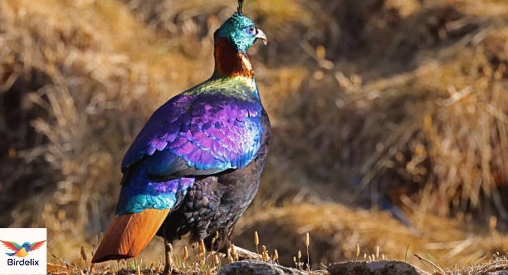Himalayan Monal