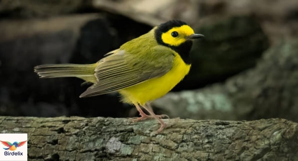 Hooded Warbler