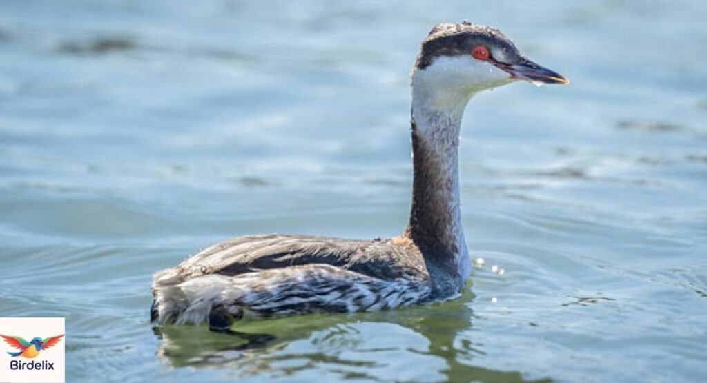 Horned Grebe