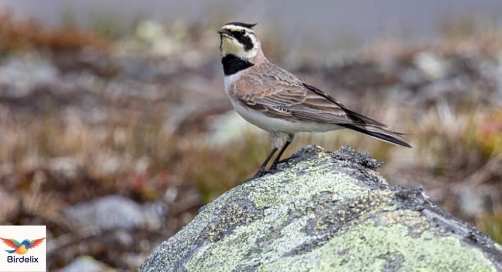 Horned Lark