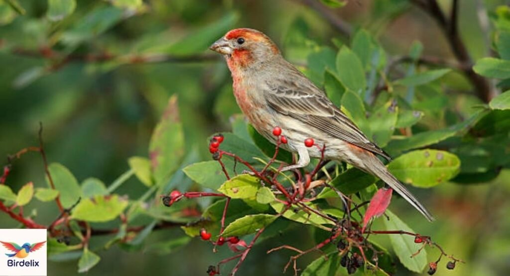 House Finch