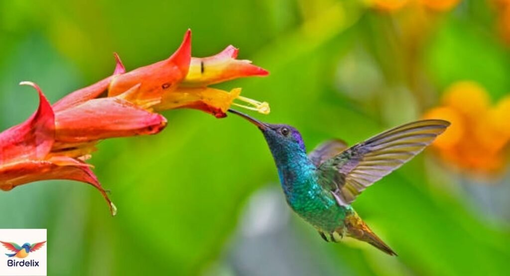 Hummingbird