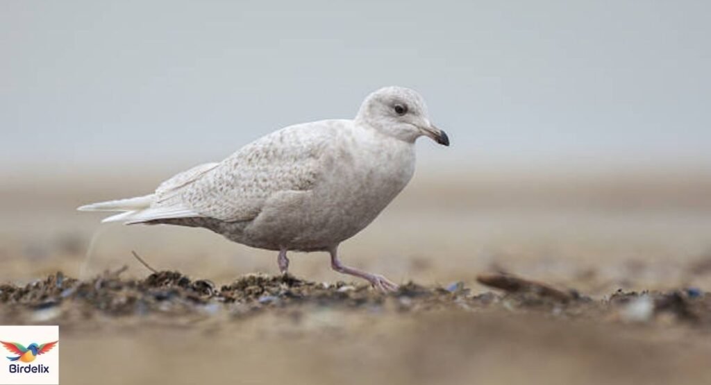 Icelandic Gull