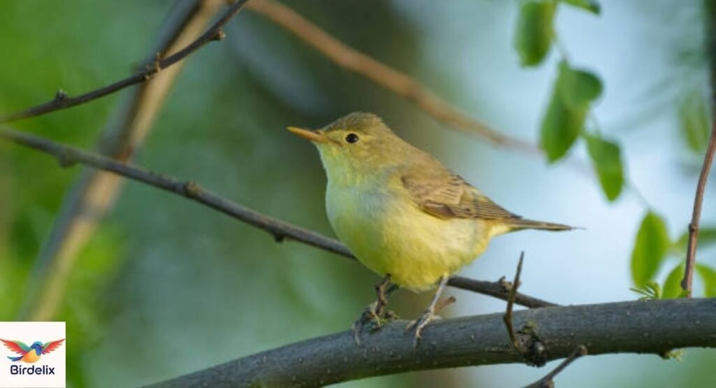 Icterine Warbler