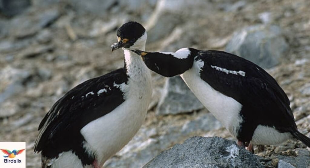 Imperial Shag