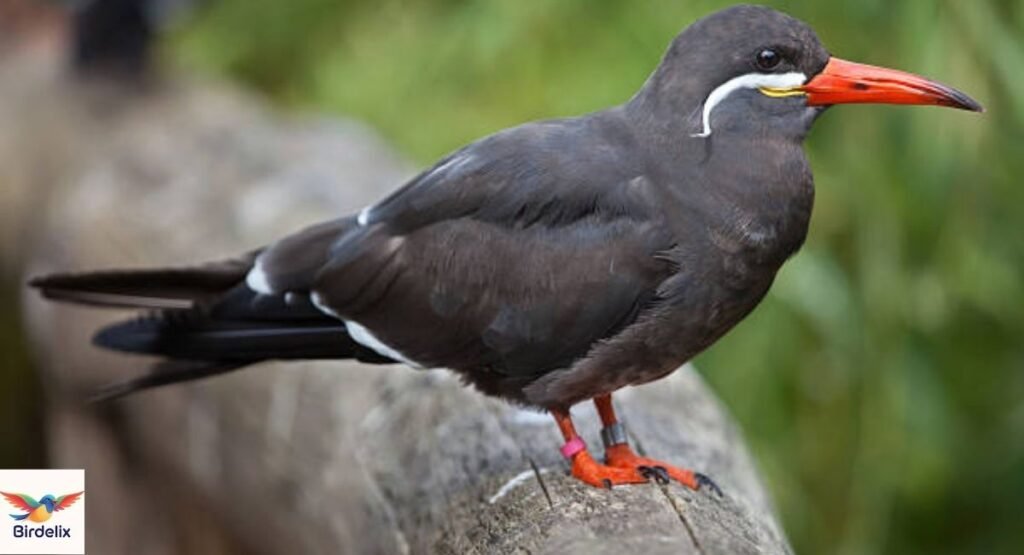 Inca Tern