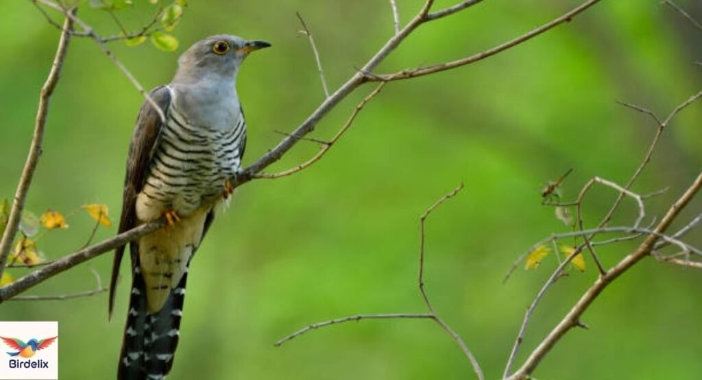 Indian Cuckoo