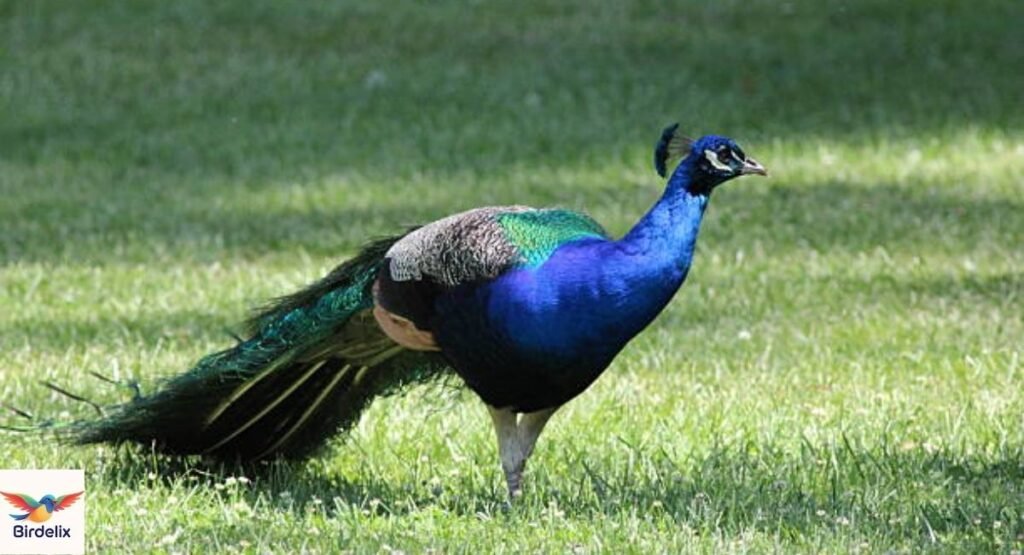 Indian Peafowl