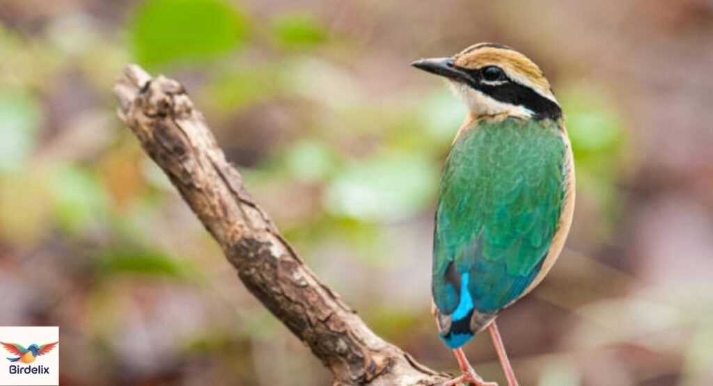 Indian Pitta