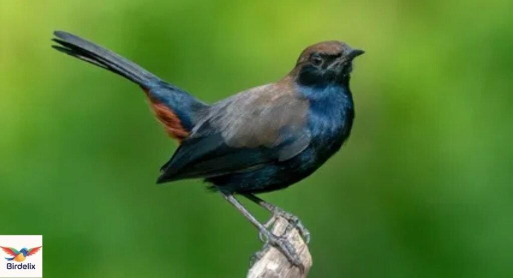  Indian Robin