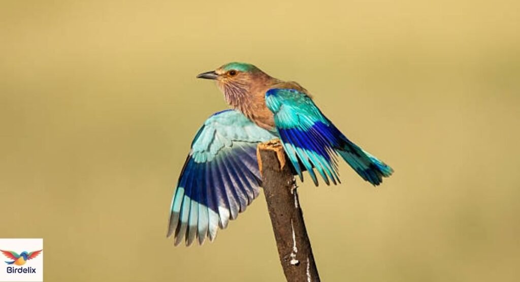  Indian Roller