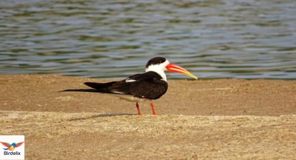 Indian Skimmer