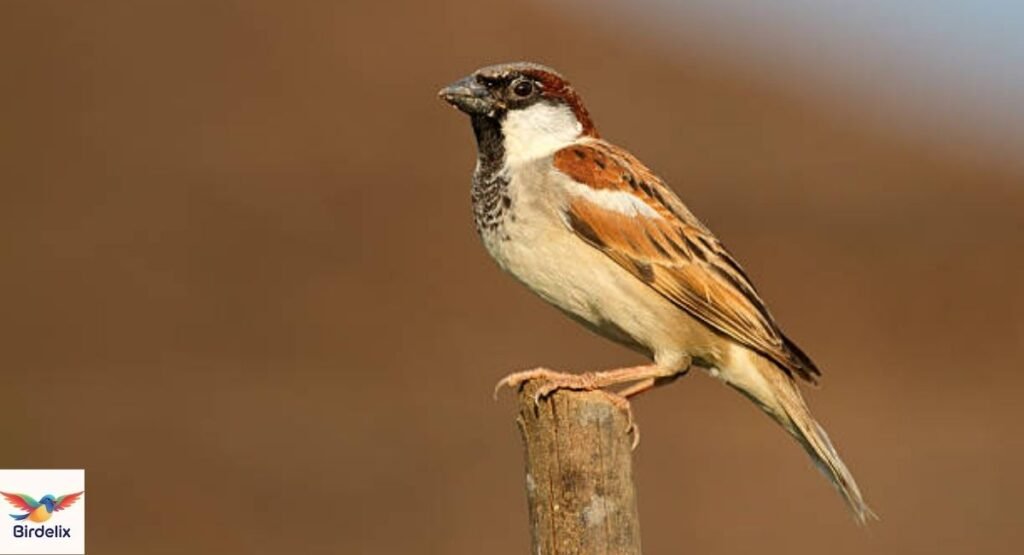 Indian Sparrow