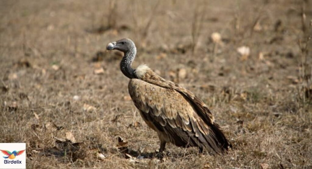 Indian Vulture