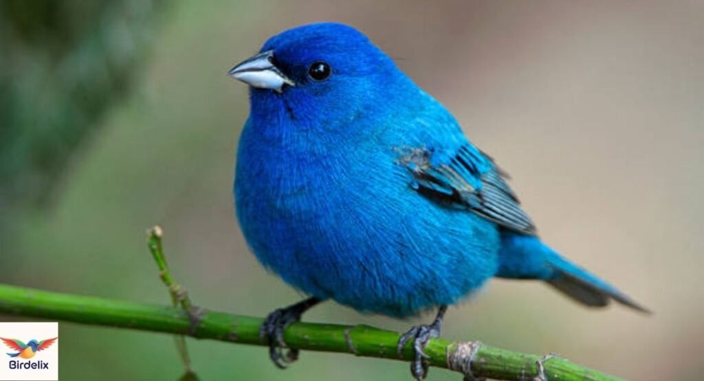 Indigo Bunting
