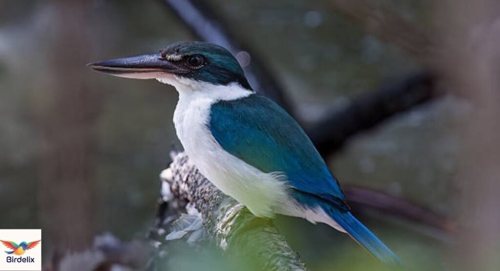  Indo-Pacific Kingfisher