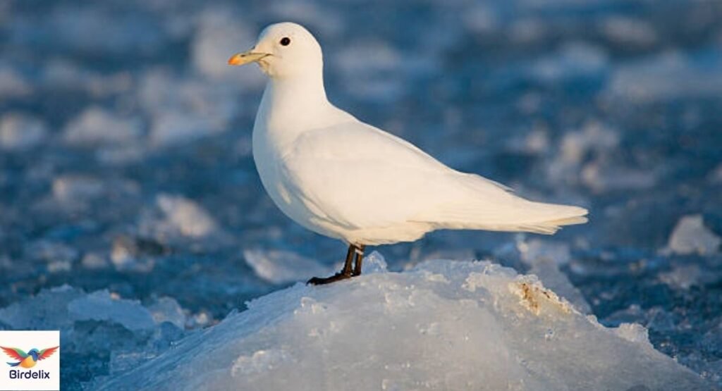 Ivory Gull