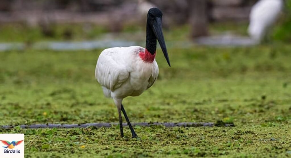 Jabiru