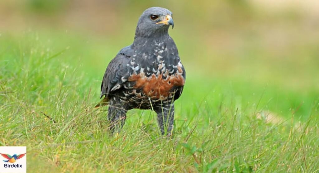 Jackal Buzzard