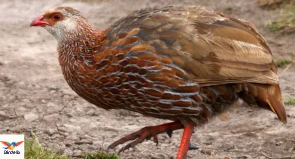 Jackson’s Spurfowl