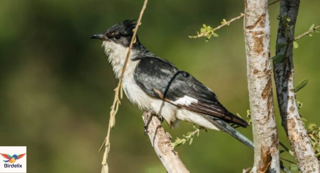 Jacobin Cuckoo