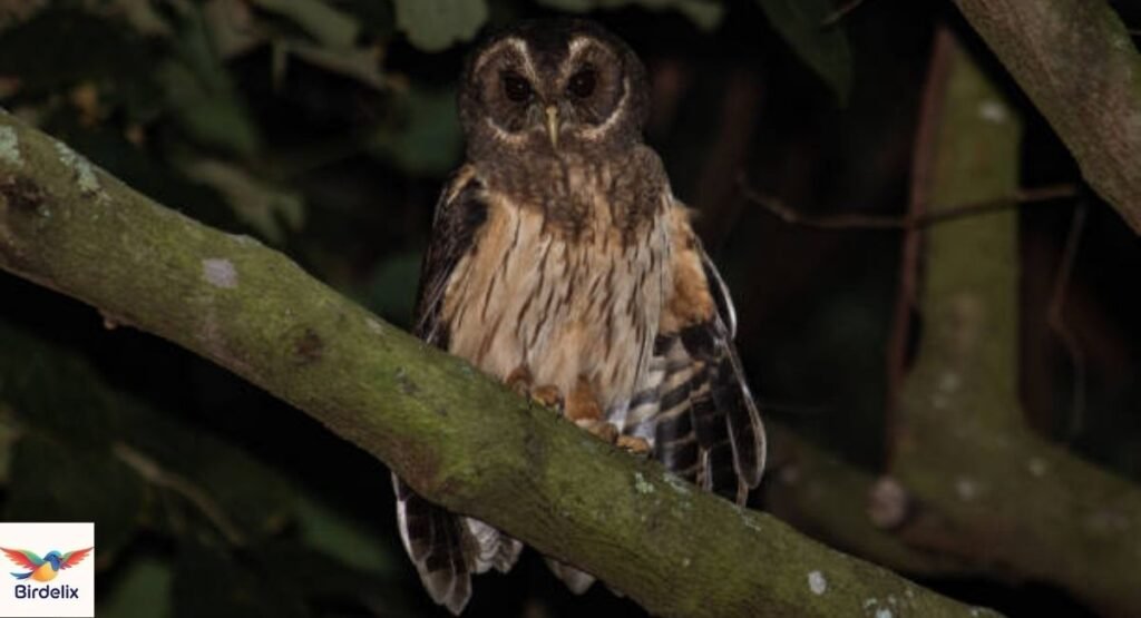 Jamaican Owl