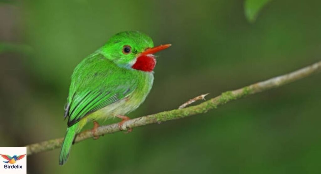 Jamaican Tody