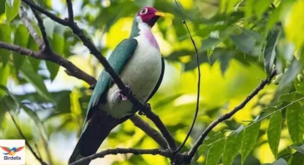 Jambu Fruit Dove