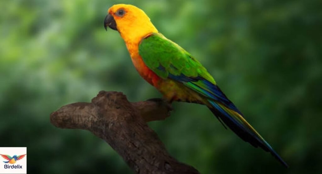Jandaya Parakeet