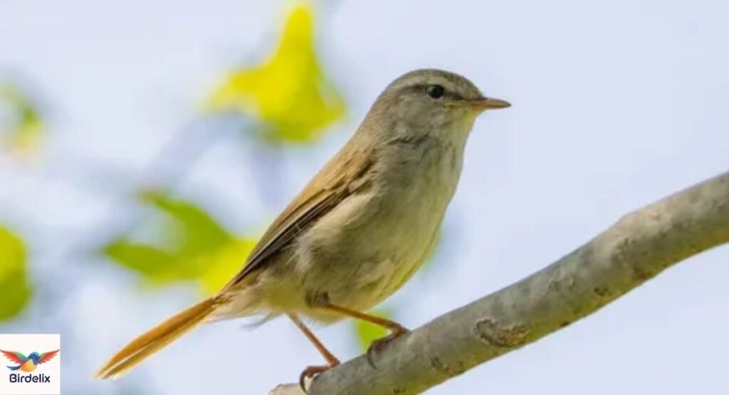 Japanese Bush Warbler