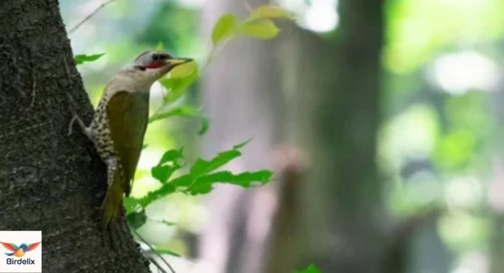 Japanese Green Woodpecker