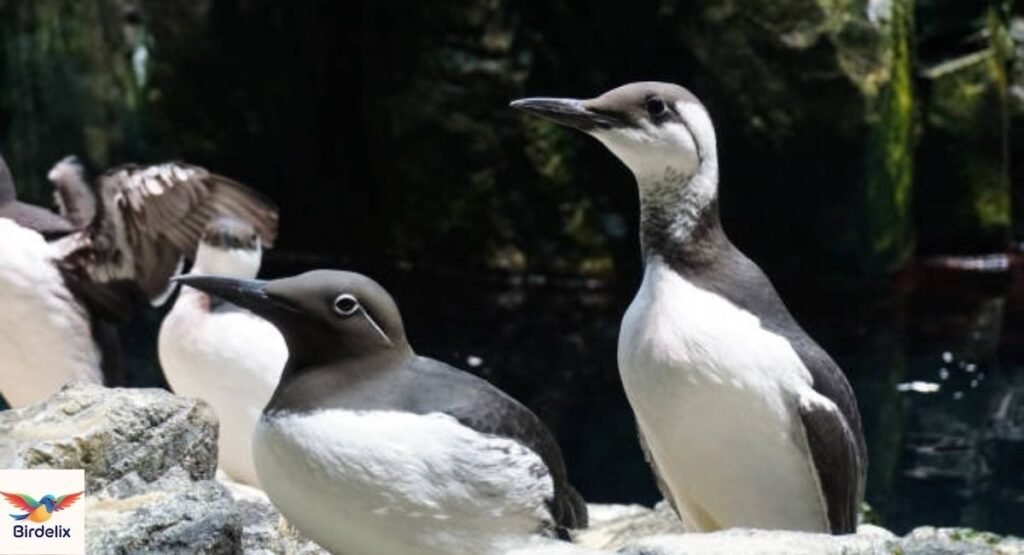 Japanese Murrelet