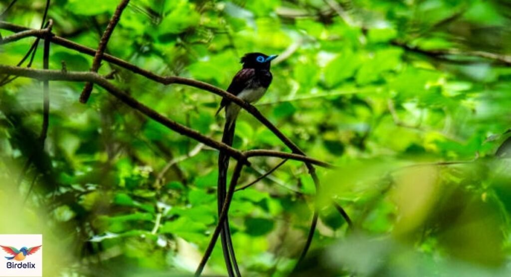 Japanese Paradise Flycatcher
