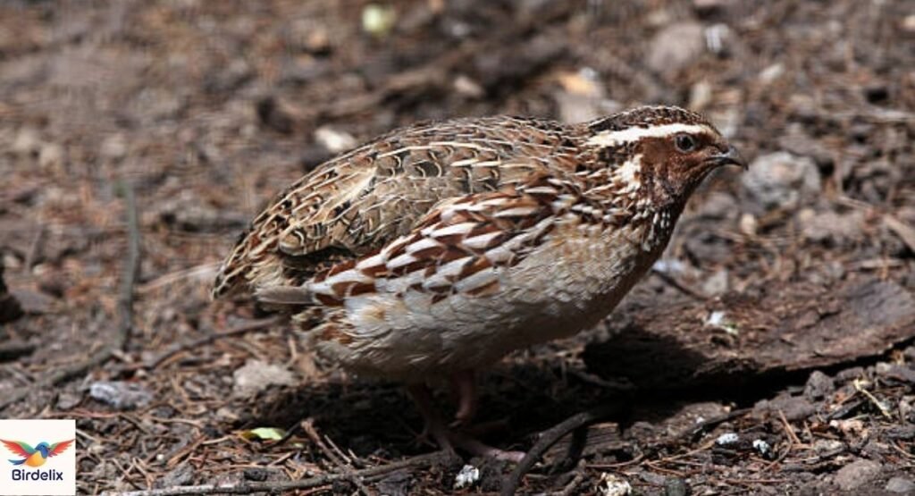 Japanese Quail
