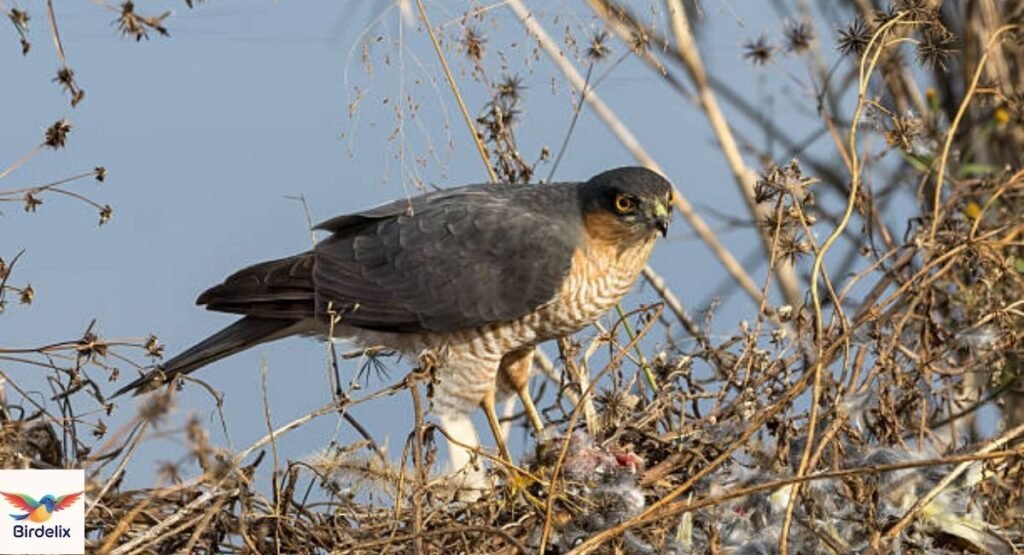 Japanese Sparrowhawk
