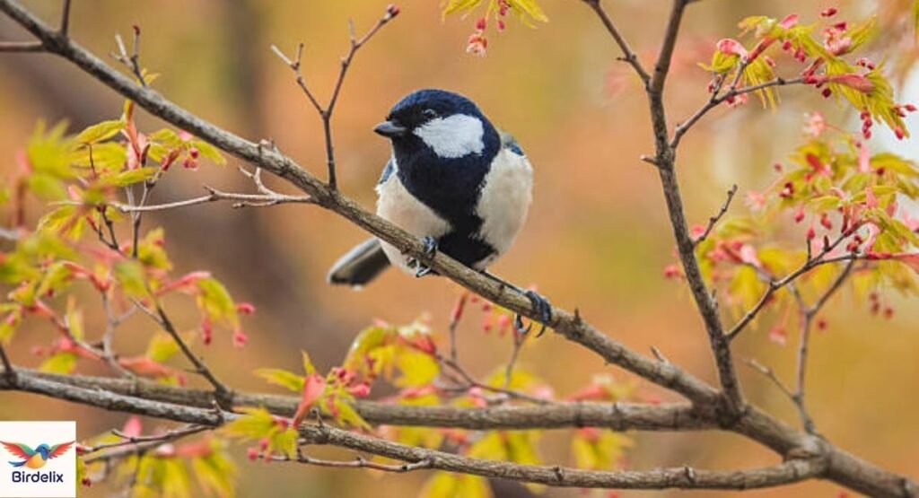  Japanese Tit