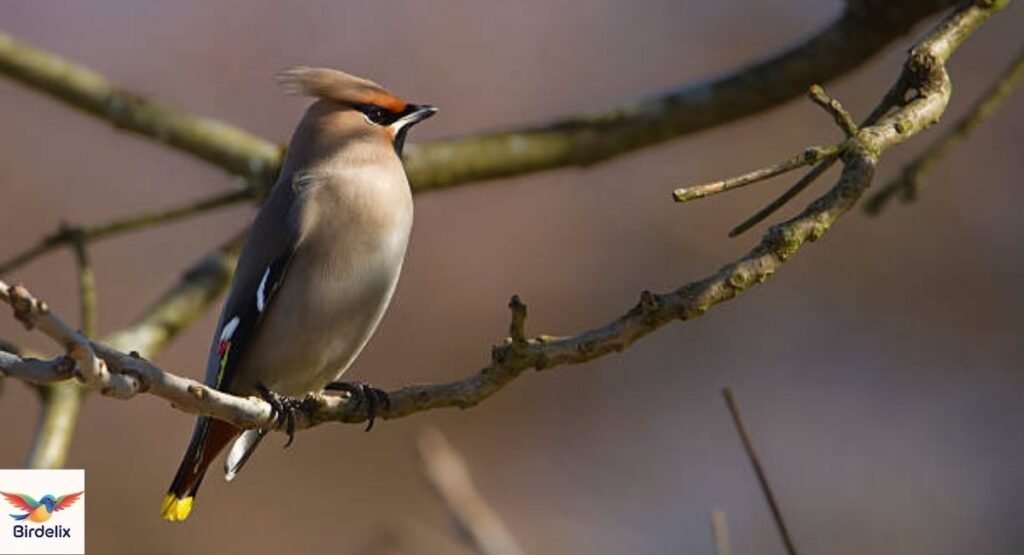 Japanese Waxwing