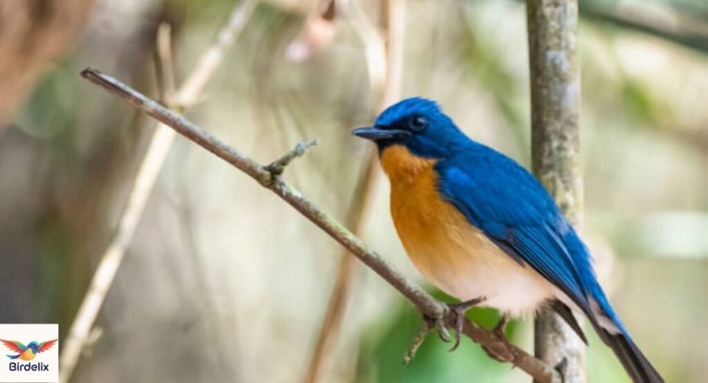Javan Blue Flycatcher