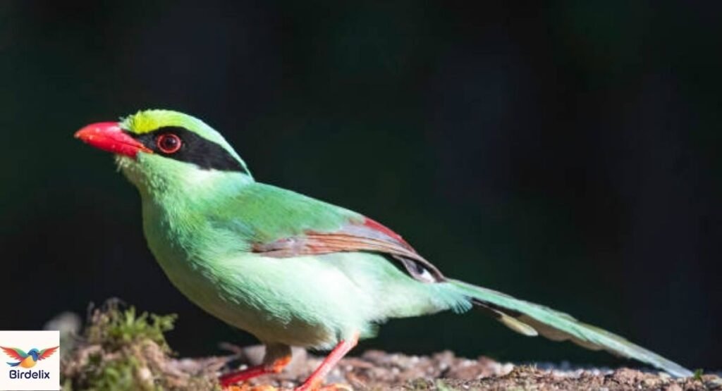 Javan Green Magpie