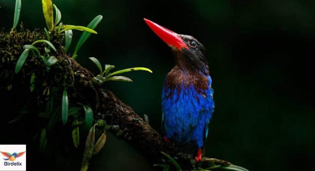 Javan Kingfisher