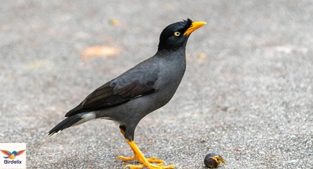 Javan Myna
