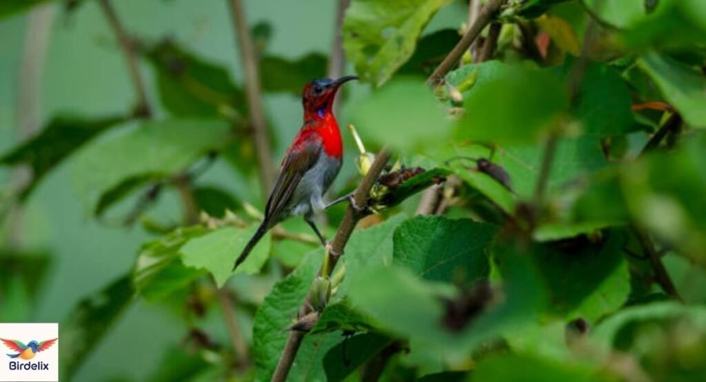 Javan Sunbird